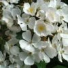 Rosier Arbustif White Magic 2 Rosier Arbustif White Magic -Plantes De Jardin Rosier arbustif White Magic IF 18663 1
