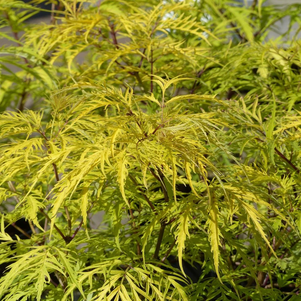 Sureau à Grappes - Sambucus Racemosa Welsh Gold 3 Sureau à Grappes - Sambucus Racemosa Welsh Gold