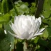 Sanguinaria Canadensis Flore Pleno - Sanguinaire 2 Sanguinaria Canadensis Flore Pleno - Sanguinaire -Plantes De Jardin Sanguinaria canadensis florepleno ld weisserstier 8474 1
