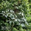 Schefflera Alpina - Schefflera -Plantes De Jardin Schefflera alpina 89588 1