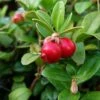 Canneberge - Cranberry - Vaccinium Macrocarpon 1 Canneberge - Cranberry - Vaccinium Macrocarpon -Plantes De Jardin Vaccinium macrocarpon 78409 1