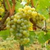 Vigne Chardonnay 1 Vigne Chardonnay -Plantes De Jardin Vigne Chardonnay 78369 1