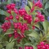 Weigela All Summer Red -Plantes De Jardin Weigelia All Summer Red 84476 1