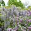 Glycine Japonaise - Wisteria Floribunda Macrobotrys De Belder -Plantes De Jardin Wisteria floribunda Macrobotrys De Belder 1009542 1