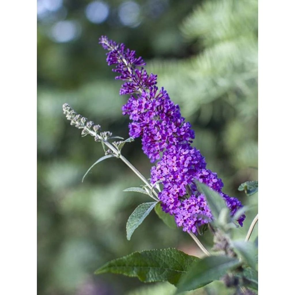Buddleja Psychedelic Sky - Arbre Aux Papillons 3 Buddleja Psychedelic Sky - Arbre Aux Papillons
