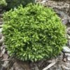 Cryptomeria Japonica Green Pearl - Cèdre Du Japon -Plantes De Jardin cedre du japon green pearl 22974