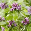 Daphne Odora Sweet Amethyst - Daphné Odorant -Plantes De Jardin daphne odora sweet amethyst 85494 3