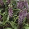 Eucomis Twinkle Stars -Plantes De Jardin eucomis twinckle stars 51306 1