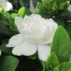 Gardenia Jasminoides Crown Jewel - Jasmin Du Cap -Plantes De Jardin gardenia crown jewel jasmin du cap 9685 1 1