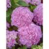 Hortensia - Hydrangea Macrophylla Big Data Pink 1 Hortensia - Hydrangea Macrophylla Big Data Pink -Plantes De Jardin hortensia big data pink 23226