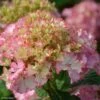 Hortensia - Hydrangea Macrophylla So Long Sunny 2 Hortensia - Hydrangea Macrophylla So Long Sunny -Plantes De Jardin hydrangea macrophylla so long sunny 85613 1