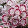 Kalmia Latifolia Minuet - Laurier Des Montagnes -Plantes De Jardin kalmia latifolia minuet 781842 1