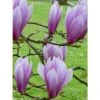 Magnolia - Magnolia X Soulangeana Andre Leroy -Plantes De Jardin magnolia x soulangeana andre leroy 1007262 1