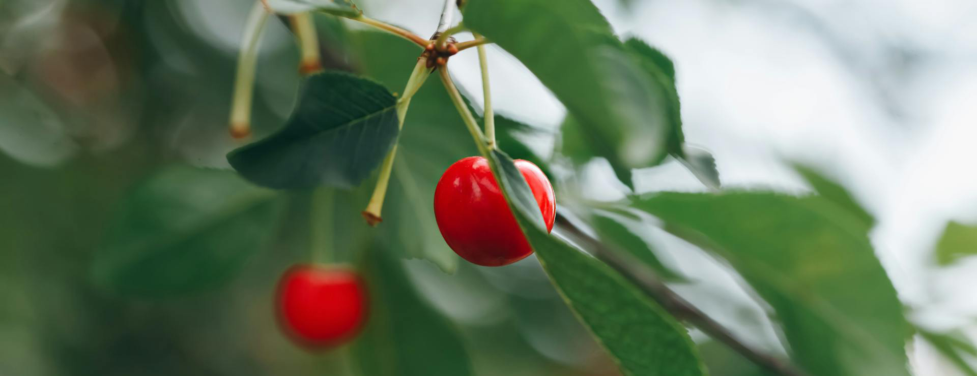 Plantes De Jardin -Plantes De Jardin pexels filirovska 8243947