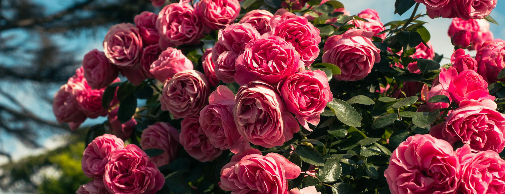 Plantes De Jardin -Plantes De Jardin pexels yavuz eren gungor 188978162 17285329