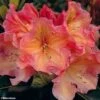 Rhododendron Olga - Grand Rhododendron 1 Rhododendron Olga - Grand Rhododendron -Plantes De Jardin rhododendron olga 781745 1