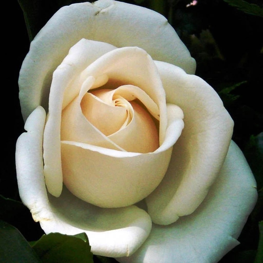 Rosier Grimpant Schneewalzer 3 Rosier Grimpant Schneewalzer