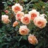 Rosier David Austin A Shropshire Lad -Plantes De Jardin rosier david austin a shropshire lad 665312 1