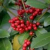 Skimmia Japonica Veitchii -Plantes De Jardin skimmia japonica veitchii ld tonyrodd 7845 1