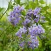 Solanum Crispum Glasnevin -Plantes De Jardin solanum crispum glasnevin 80051 3